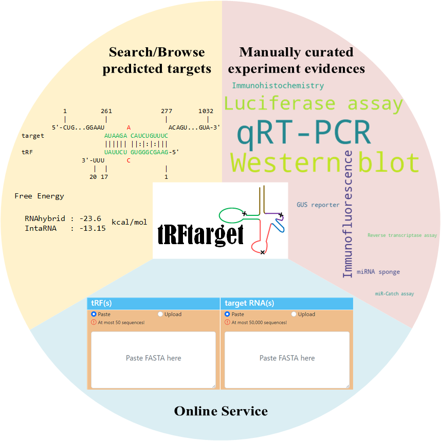tRFtarget